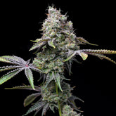 Ghost OG Seeds